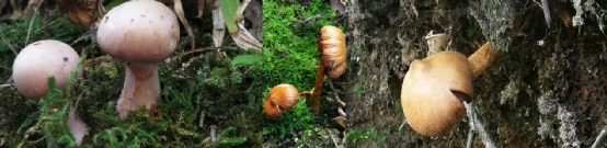 1616415335256076031.png image.png