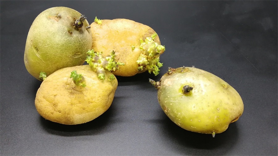 发芽土豆要尽快扔掉